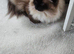 Persian ragdoll