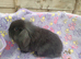 Gorgeous mini lop & mini lion lops