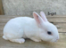 ️️6 week old mini Rex️