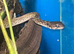 Madagascan cat eyed snaked