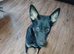 1year old German shepherd