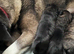 Akita x Mastiff puppies ready Now! Two left