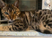 Neuteured bengal looking for loving home
