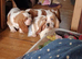 KC Reg basset hound puppy