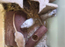 Baby male gerbils