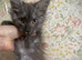 Pure Bred Maine Coon Kittens Russian Lines Males