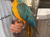Blue and gold Macau