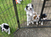 Cocker Spaniel Pups, Working Type, KC Reg