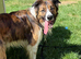Beautiful male border collie