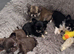 Kc registered male smooth coat chihuahua.