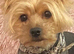 Yorkshire Terriers Puppies