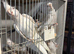 VARIOUS COCKATIELS WHITEFACED/ALBINO