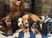 show type cocker spaniels