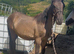 Dun yearling colt to make 15hh