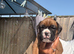 KC BOXER PUPPIES