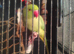 Indian Ringneck parrot