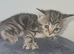 Stunning cross fluffy Bengal kittens