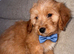 Cockapoo puppies