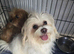 Maltese boy pup for sale