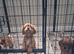 Cavalier King Charles spaniel puppies last 2 Ruby boys ready to leave now
