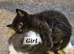 RAGDOLL X KITTENS 2X GIRLS 2X BOYS