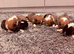 Kc Pembroke corgi puppies
