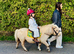A Superstar First Lead Rein