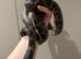 Lots of Lovely snakes for new homes