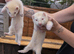 Ferrets for sale