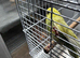 Budgie