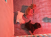 Reduced!!!Pug litter