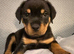 2 Rottweiler girls