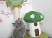 British Shorthair kittens