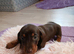 1 lilac and tan boy available and 1 chocolat and tan girl