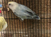 2X love bird for sale