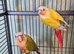 2 pairs of conures