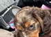 Miniature long hair dachshunds for sale