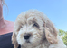 Cockapoo puppies fully vaccinated!