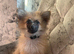 Pomerian for sale