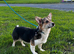 Bonnie - Tri Coloured Female (1 1/2 years old)