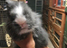 Double mane lionheads for sale