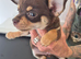Smooth Coat Female Chihuahuas