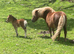 Registered Shallowater Miniature Shetland