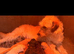 LABRADOODLE PUPPIES