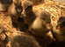 Indian runner ducklings