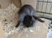 Baby lion head rabbit