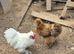Pair of Silkies