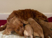 cockapoo puppies