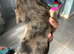Stunning long hair dachshunds