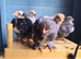 Pekin Bantam Chicks